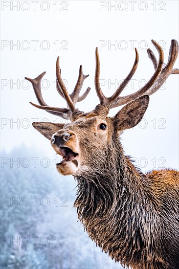 Deer in winter with snow