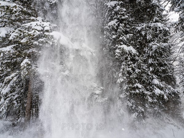 Fresh snow falling from a tree