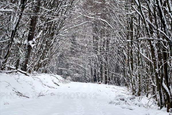 Hiking trail through the forest in winter with snow in the Hunsrueck-Hochwald National Park