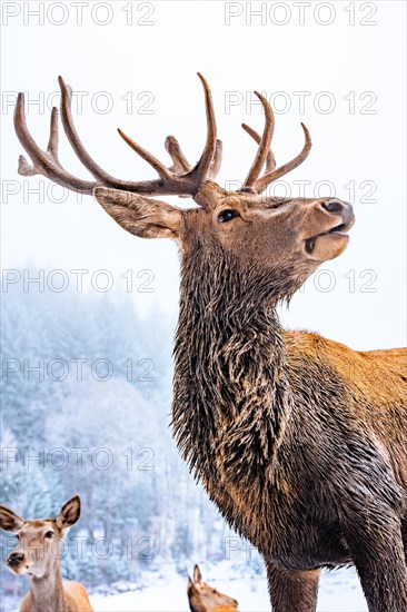 Deer in winter with snow