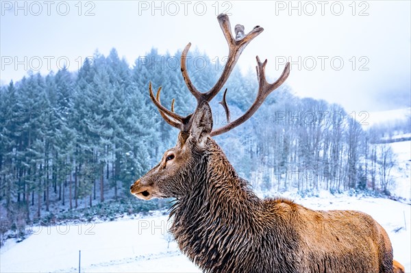 Deer in winter with snow