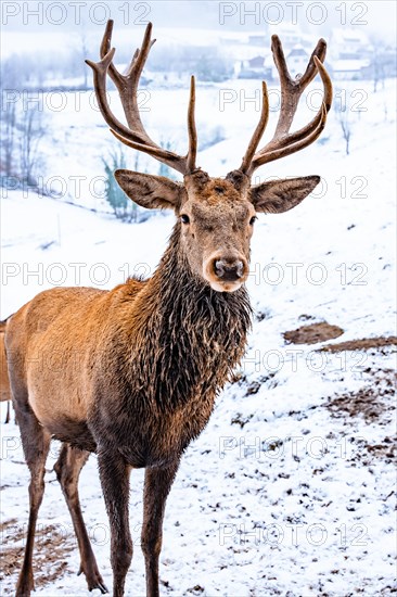 Deer in winter with snow