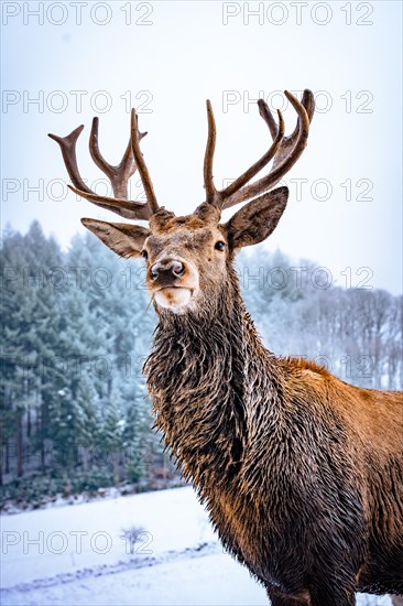 Deer in winter with snow