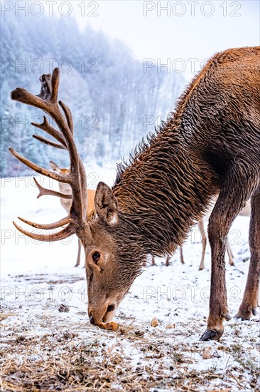 Deer in winter with snow