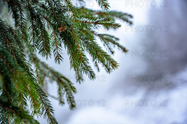 Fir branch in winter