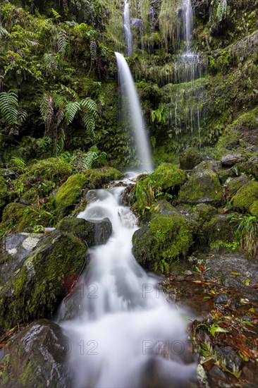 Waterfall on a rock face overgrown with ferns and moss