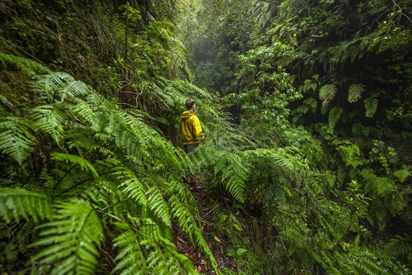 Hikers on a narrow footpath among ferns