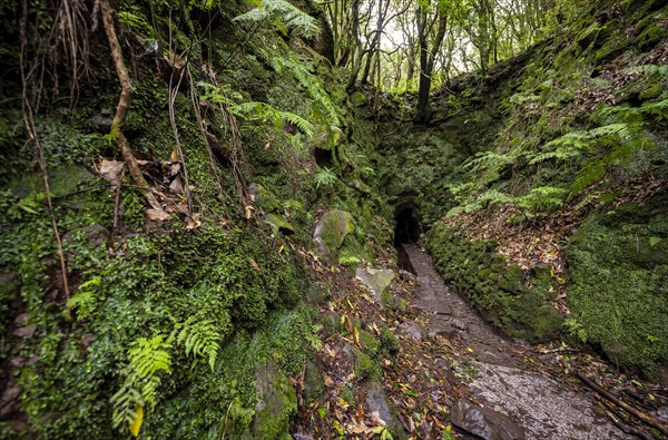 Hiking trail leading into a tunnel