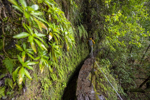 Hikers on a narrow path along a levada