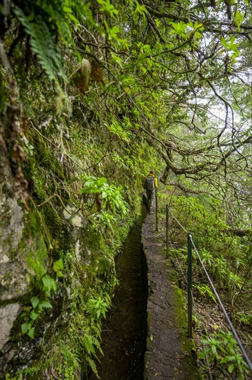 Hikers on a narrow path along a levada