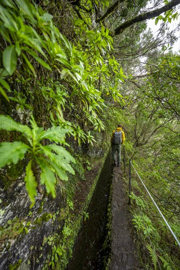 Hikers on a narrow path along a levada