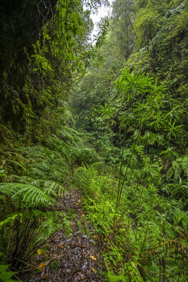 Narrow footpath