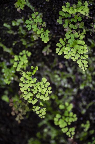 Maidenhair fern