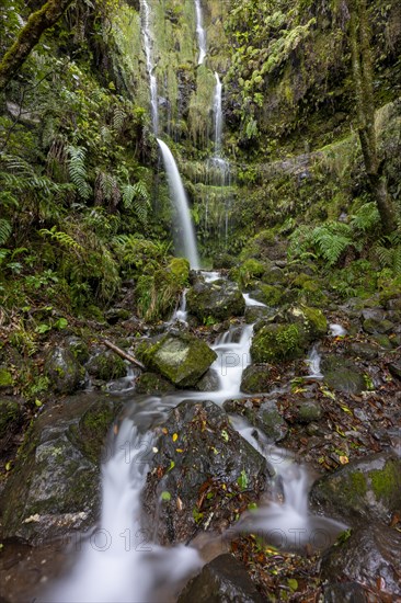 Waterfall on a rock face overgrown with ferns and moss