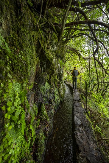 Hikers on a narrow path along a levada