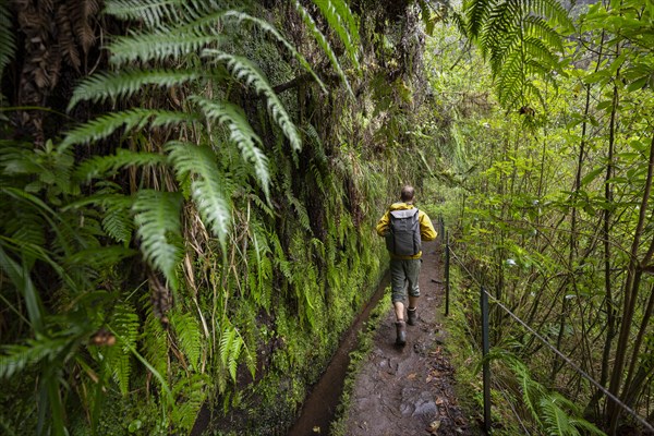 Hikers on a narrow path along a levada