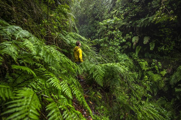 Hikers on a narrow footpath among ferns