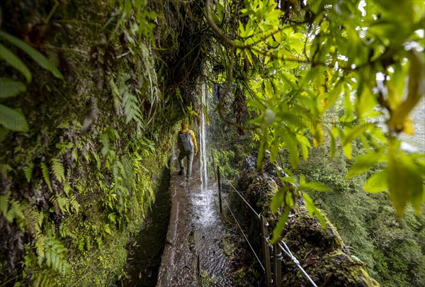 Hikers on a narrow path along a levada with a waterfall