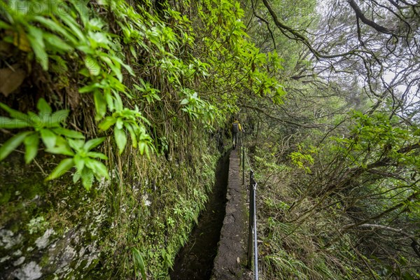 Hikers on a narrow path along a levada