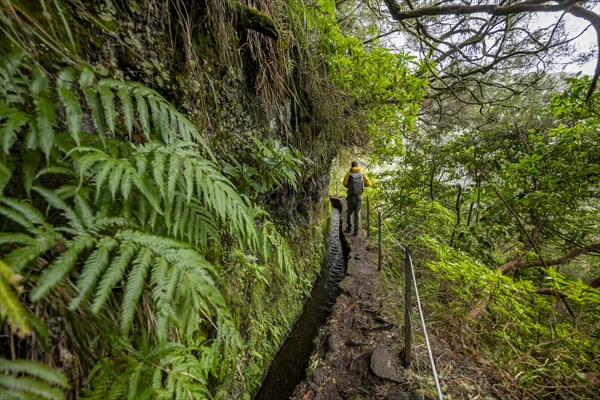 Hikers on a narrow path along a levada