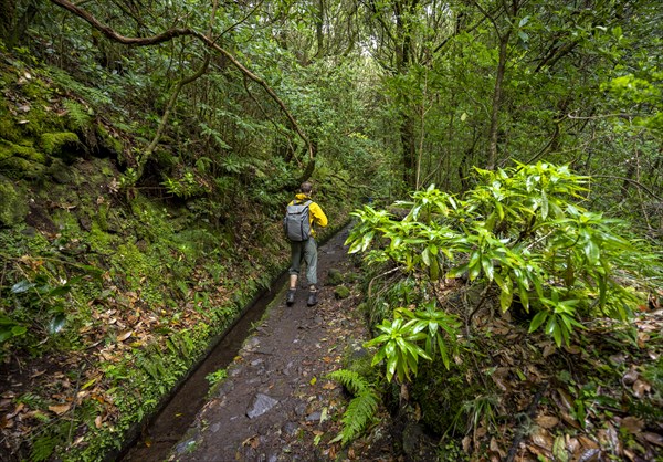 Hikers on a narrow path along a levada