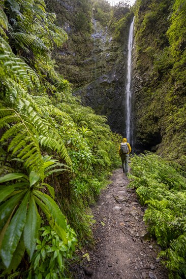 Hikers on the trail among ferns