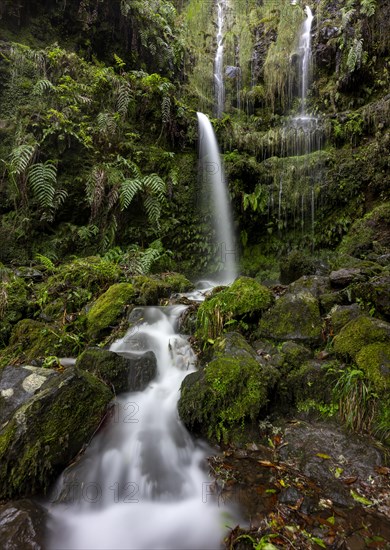 Waterfall on a rock face overgrown with ferns and moss