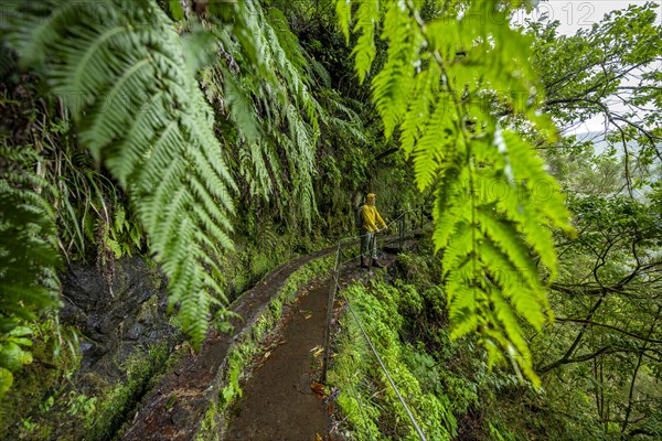 Hikers on a narrow footpath along a levada