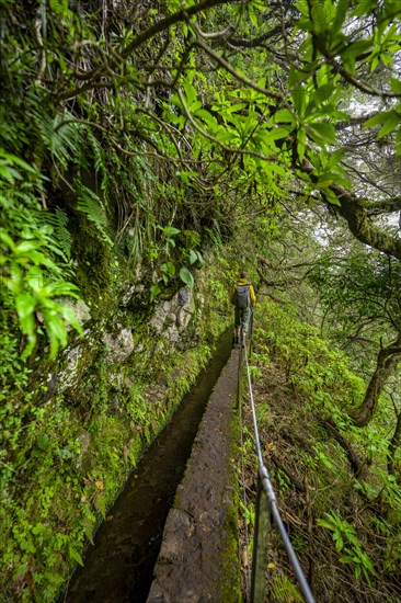 Hikers on a narrow path along a levada