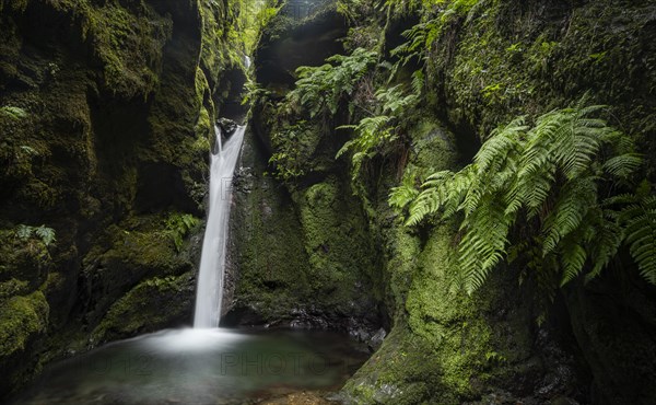 Waterfall in a narrow gorge overgrown with moss and ferns