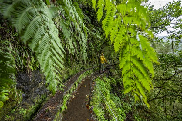 Hikers on a narrow footpath along a levada