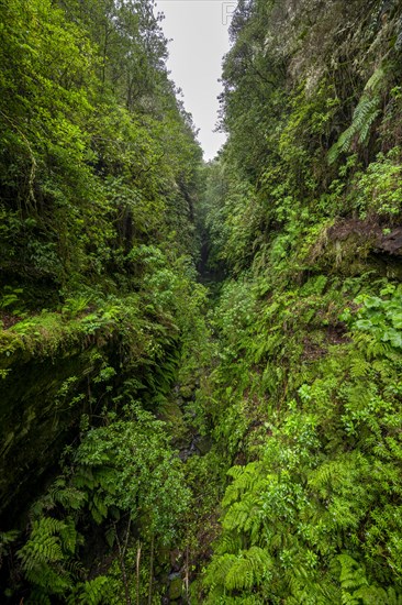 Small densely overgrown ravine in the forest with ferns