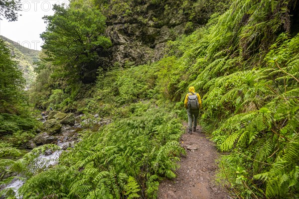 Hikers on the trail among ferns