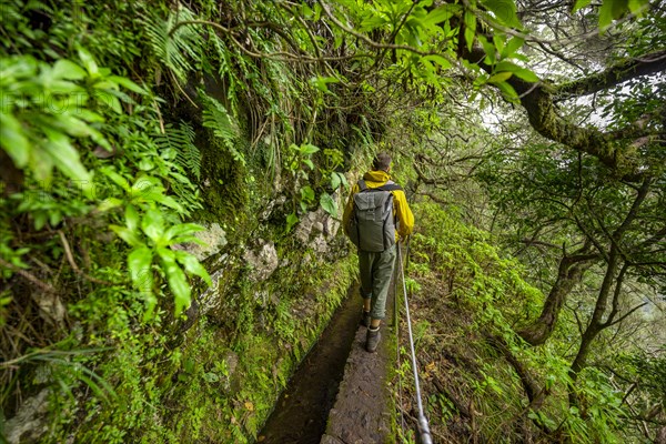 Hikers on a narrow path along a levada