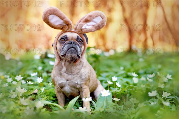 Easter French Bulldog dog with rabbit costume ears sitting between spring flowers