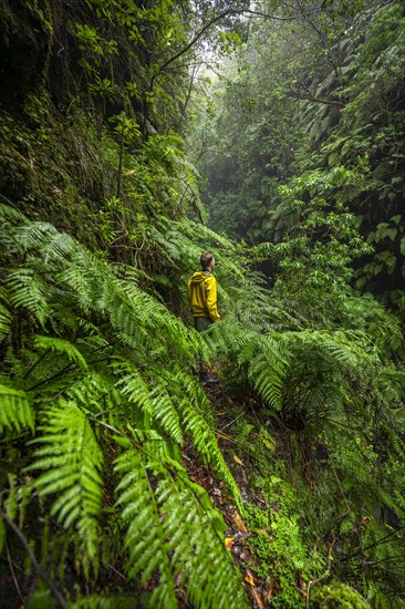 Hikers on a narrow footpath among ferns