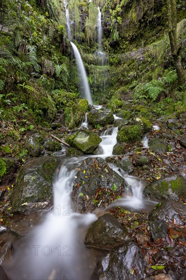 Waterfall on a rock face overgrown with ferns and moss