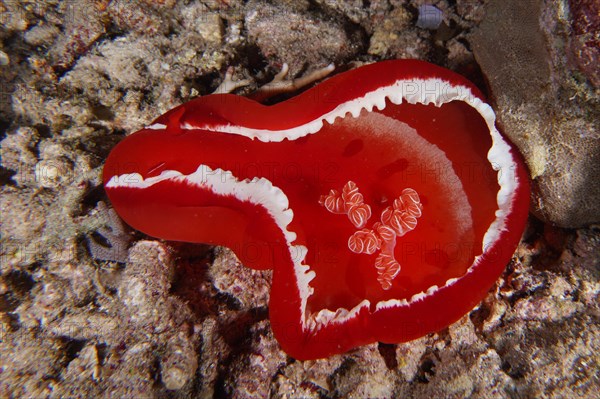 Spanish dancer