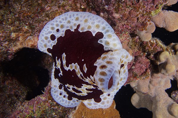 Large sofa cushion snail