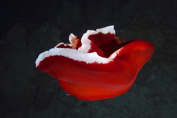 Spanish dancer