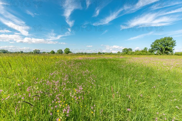 Natural meadow with pink spring flowers