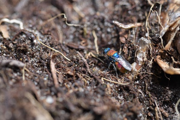 Sand golden wasp