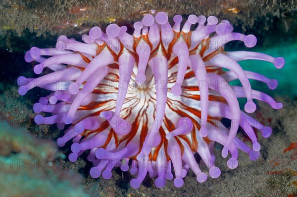 Purple club-tipped anemone