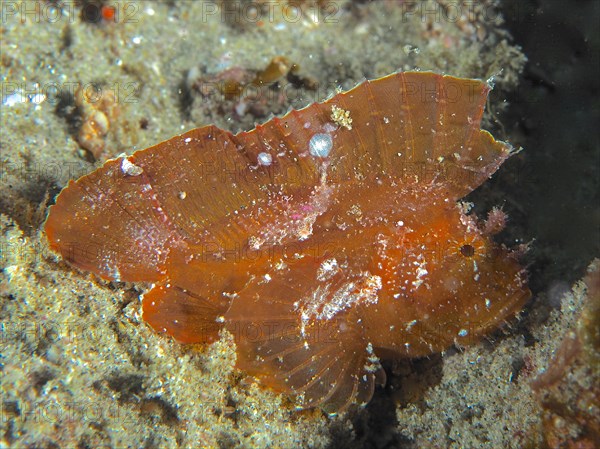 Brown leaf scorpionfish