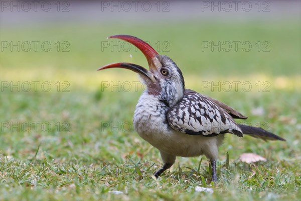 Red-billed Hornbill