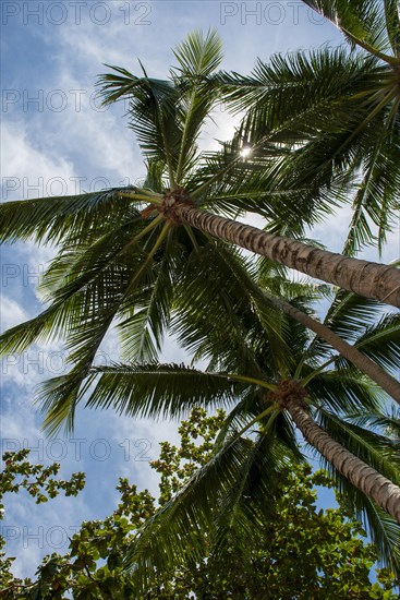 Palm trees