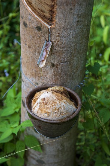 Rubber harvest