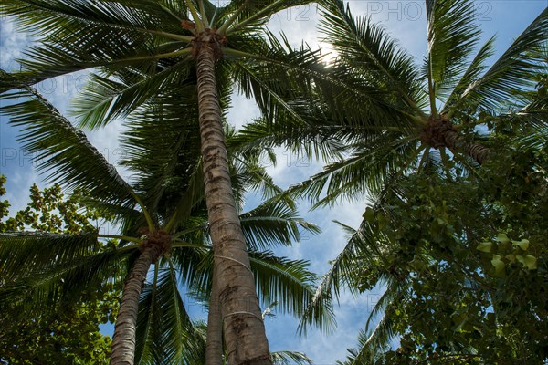 Palm trees