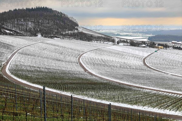 grapevines in winter on the Kirchberg in Sachsenheim-Hohenhaslach