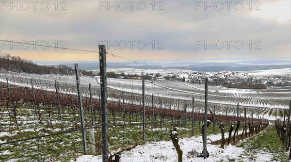 grapevines in winter on the Kirchberg in Sachsenheim-Hohenhaslach